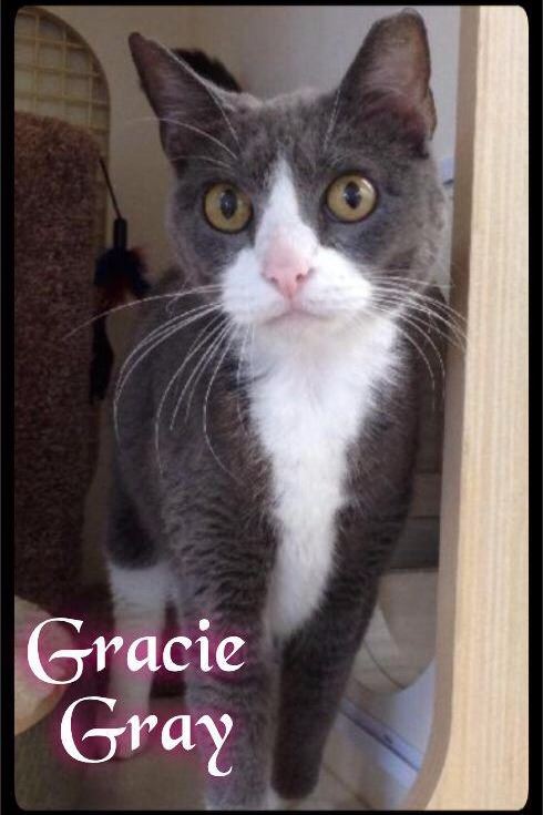 Cat named Gracie Gray